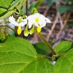 Solanum nigrum Flor