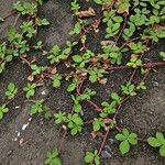 Rubus armeniacus ശീലം