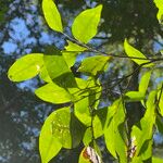 Bischofia javanica Leaf