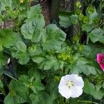 Malope trifida ഇല