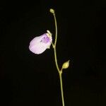 Utricularia pubescens Blüte