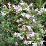Thymus vulgaris Flower
