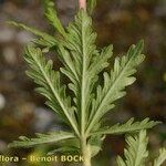 Potentilla intermedia Leaf