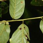 Pterocarpus rohrii Feuille