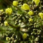 Draba lasiocarpa Flower