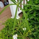 Cyperus alternifolius Leaf