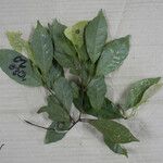 Couratari multiflora Leaf
