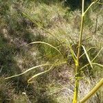 Peucedanum officinale Yaprak