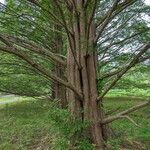 Metasequoia glyptostroboidesخشب