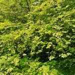 Ligustrum sinense Hábito
