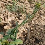 Dichasianthus runcinatus ᱛᱟᱦᱮᱸ