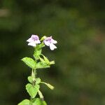 Clinopodium brownei 花