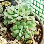 Echeveria minima Ліст