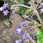 Trachystemon orientalis Habitatea