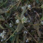 Gomphrena vermicularis Blatt