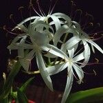 Crinum americanum List