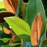 Magnolia grandiflora Blad