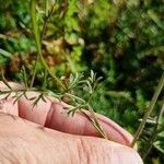 Dichoropetalum carvifolia Levél