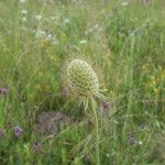 Scabiosa ochroleuca Frugt