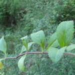 Veronica officinalis Frunză