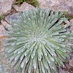 Saxifraga longifolia Blad