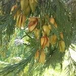 Calocedrus decurrens Vili