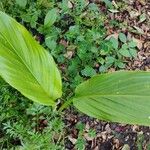 Curcuma longa Leaf