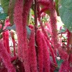 Acalypha hispida 花