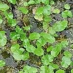 Hydrocotyle ranunculoides Leaf