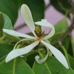 Magnolia × alba Flor