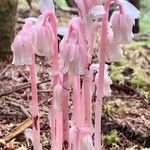 Monotropa uniflora Кветка