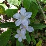 Ruellia humilis Kvet