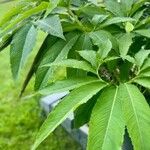 Sauromatum venosum Leaf
