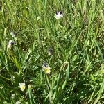 Viola arvensis Habit