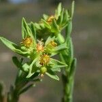 Euphorbia exigua 花