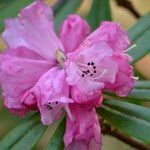 Rhododendron pachytrichum Λουλούδι