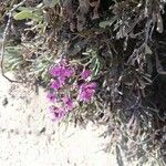 Limonium tuberculatum Flower