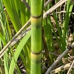 Equisetum fluviatile Žievė