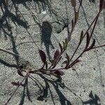 Silene sericea Leaf