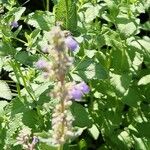 Nepeta grandiflora Flor