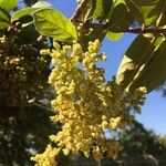 Antidesma venosum Flower