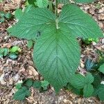 Rubus nigricans Blatt