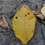 Ulmus laevis Leaf