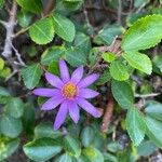 Grewia occidentalis Blomst