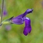 Salvia coahuilensis Flor