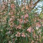 Lasiopetalum rufum Агульны выгляд