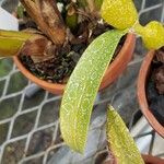 Dendrobium findlayanum Leaf