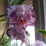 Phalaenopsis × singuliflora Flower