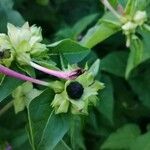 Mirabilis jalapa Frukt