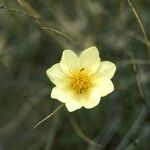 Anemone parviflora